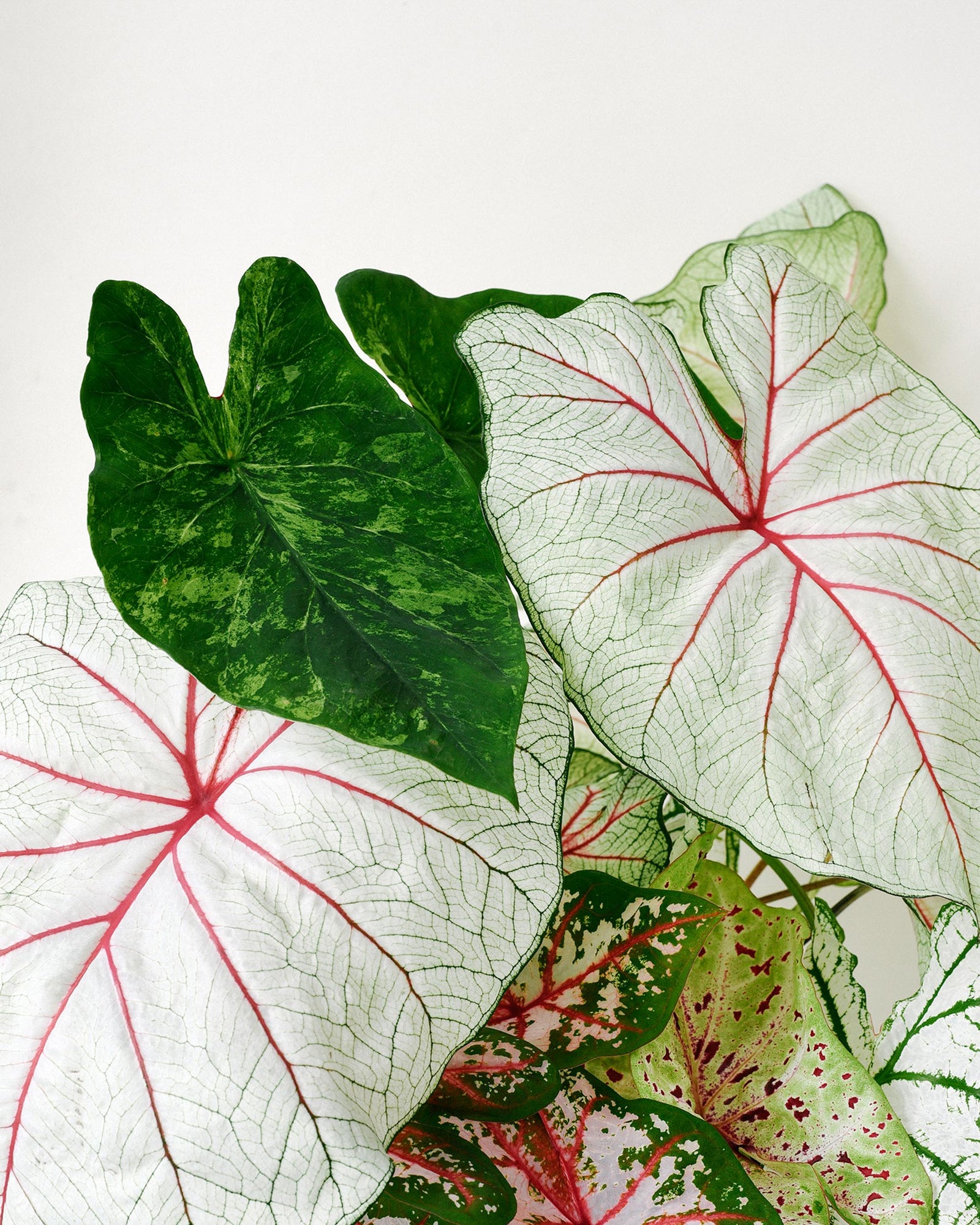 Caladium Tubers