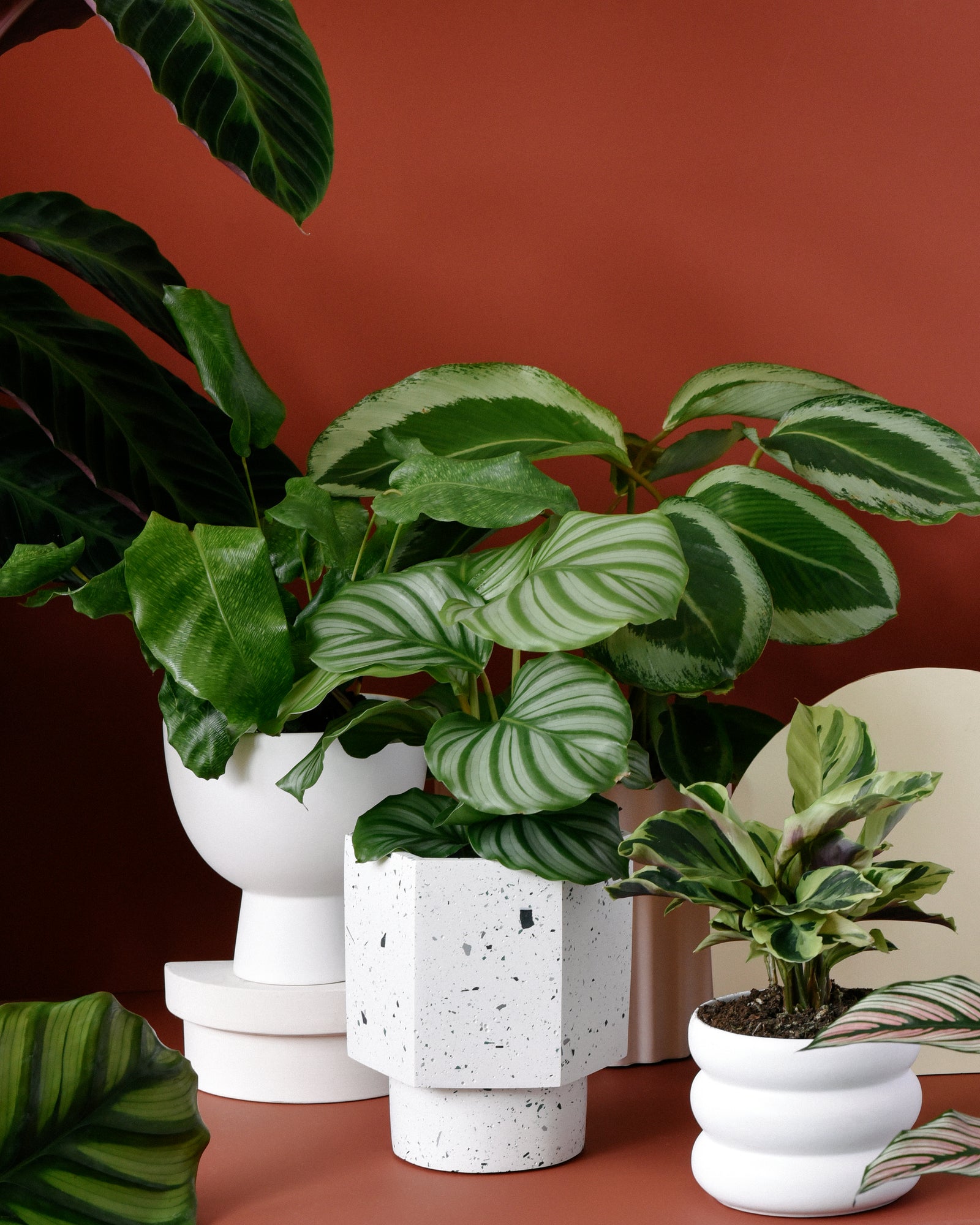 Prayer Plants (Calathea)