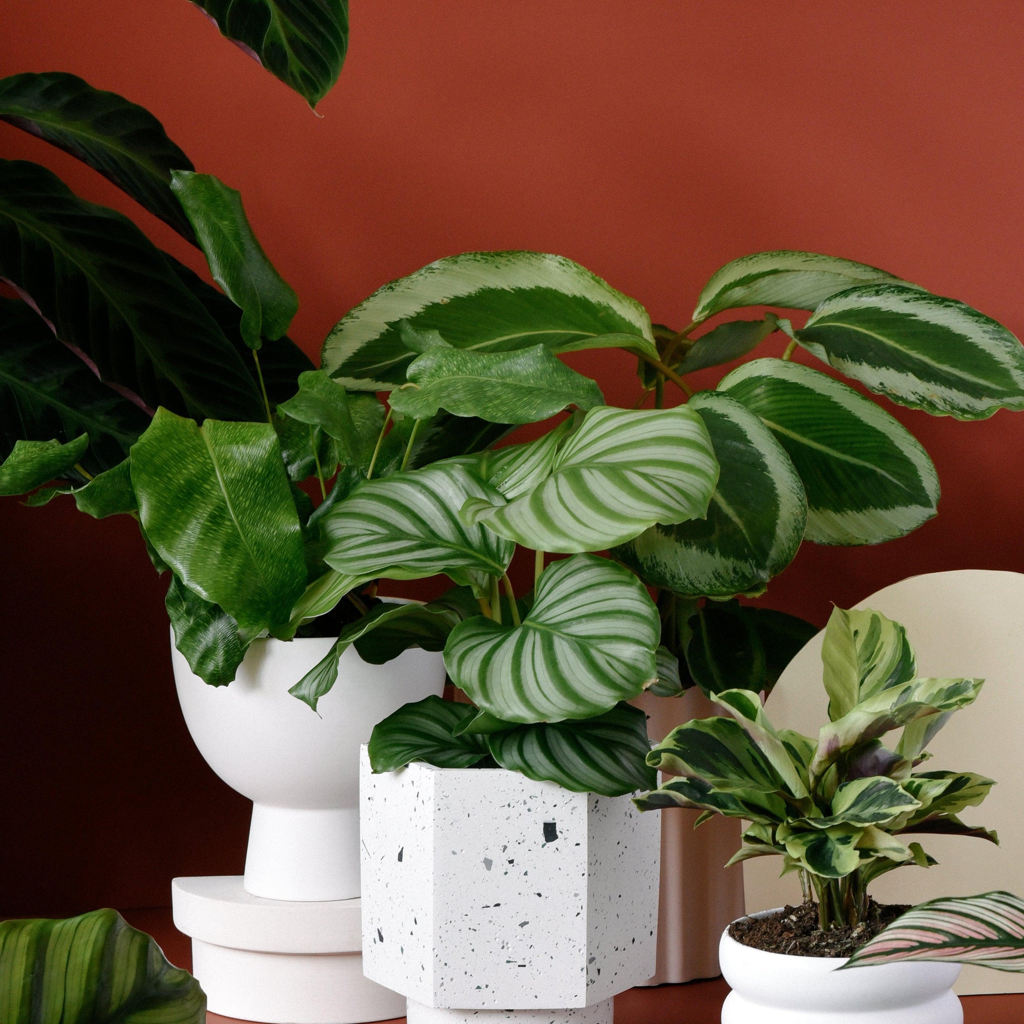 Gebetspflanzen (Calathea & Maranta) fr gemusterte Zimmerdschungel - Plant  Circle