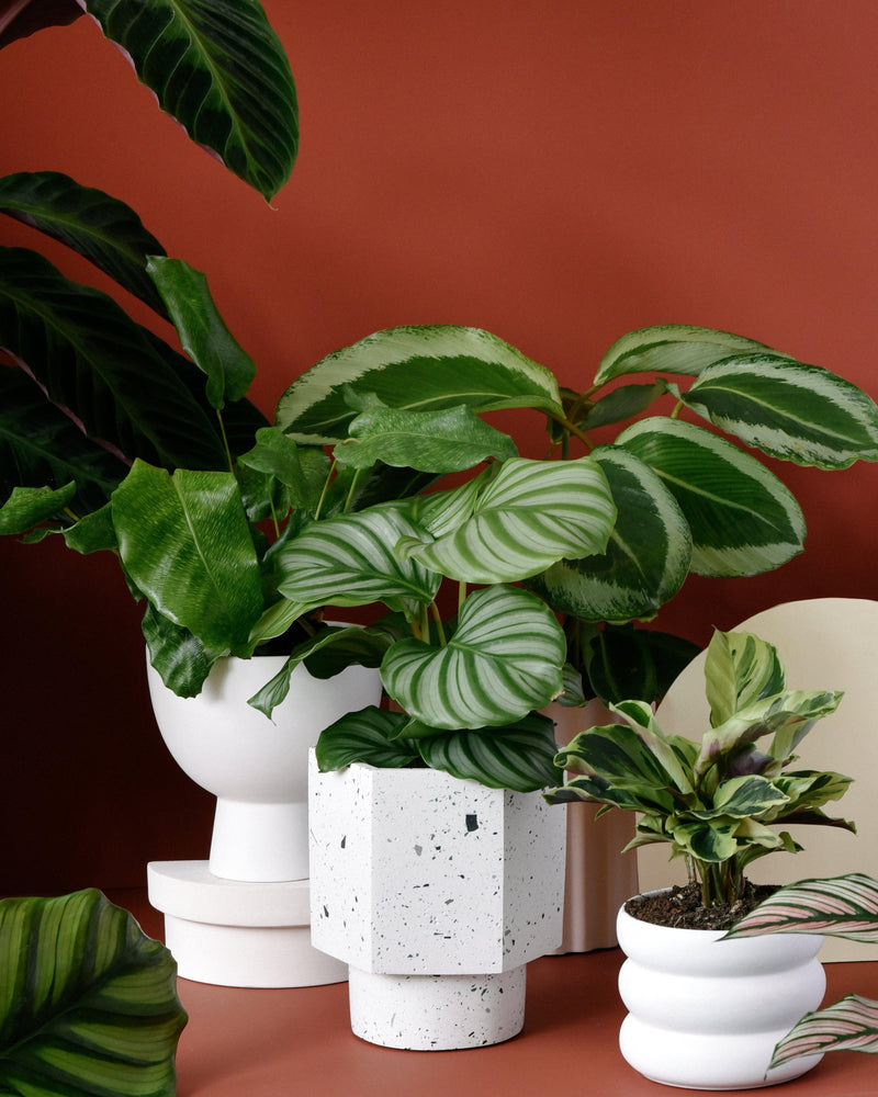 Prayer Plants