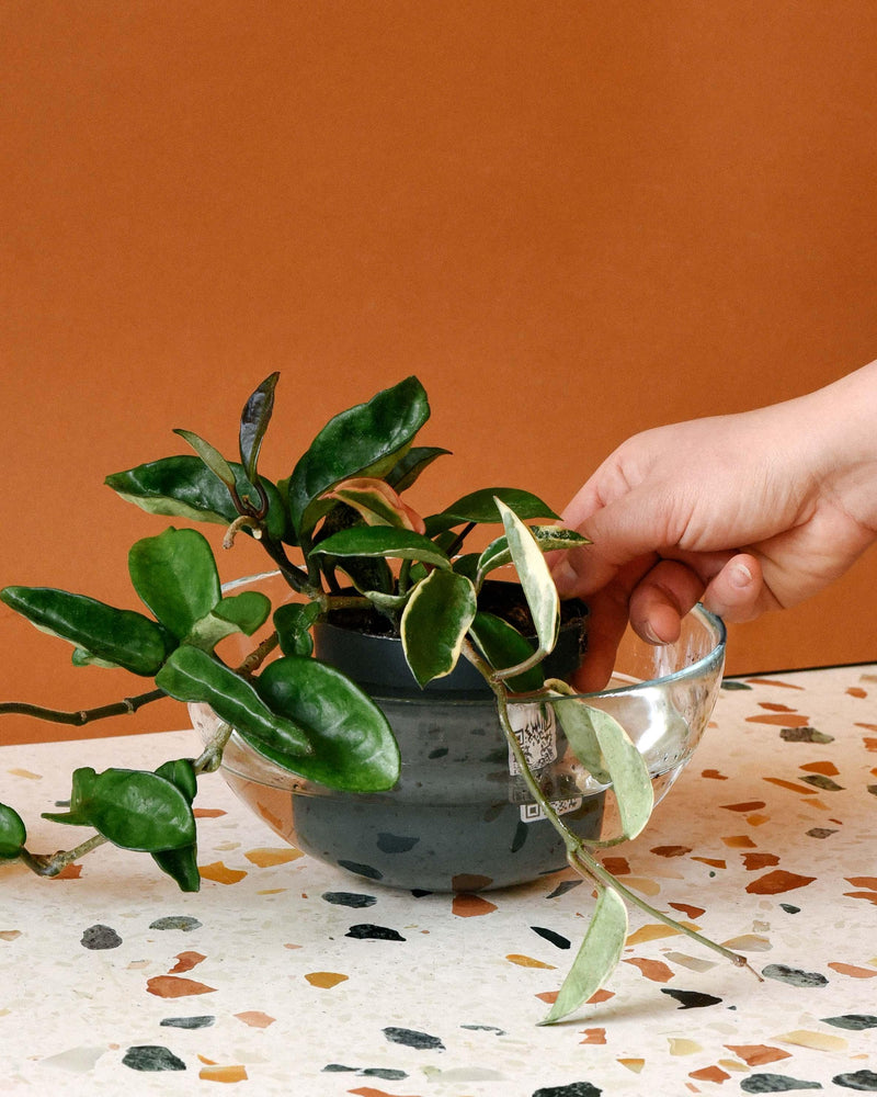 dieffenbachia reeva care Dieffenbachia 'Reeva' – Dramatic Variegated Cane Plant