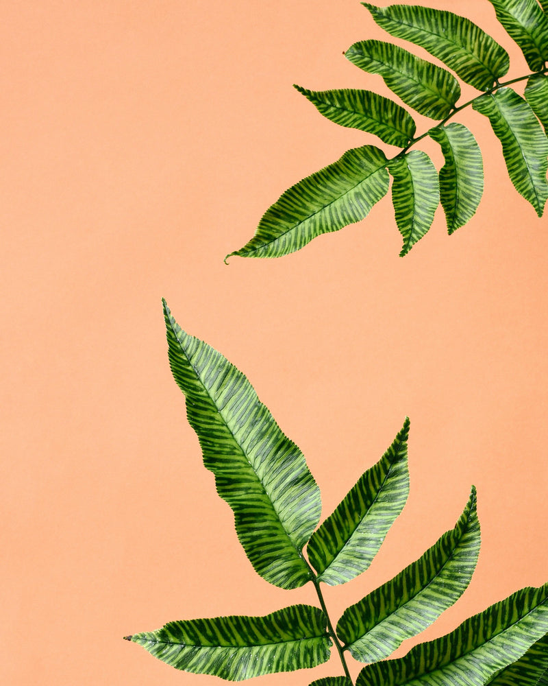 Ferns
