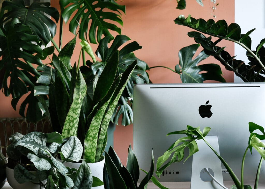 Large Low Light Plants