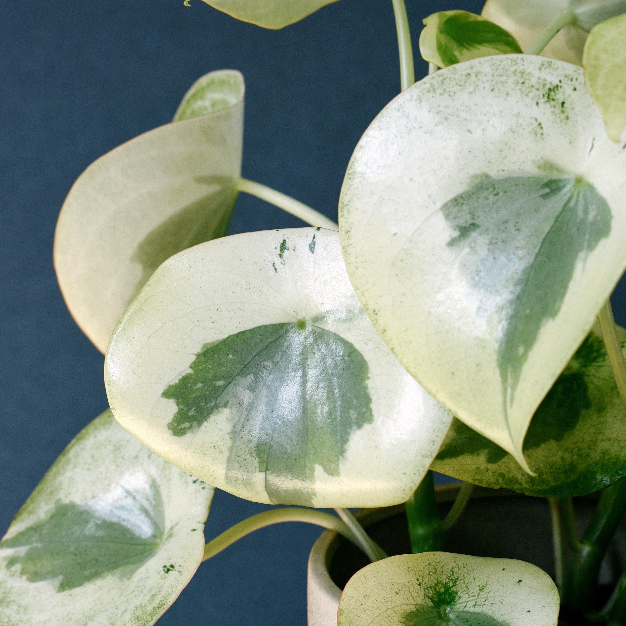 Peperomia Houseplants  Compact Textured Plants for Shelves & Desks - Plant  Circle