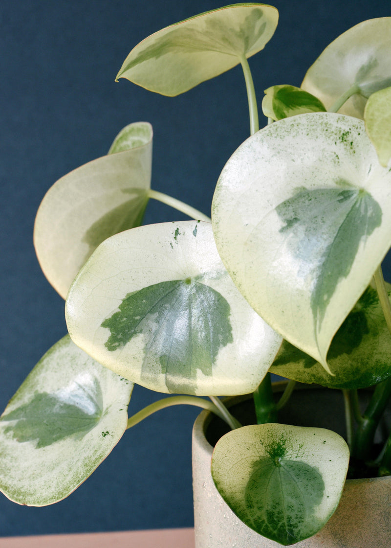 Peperomia