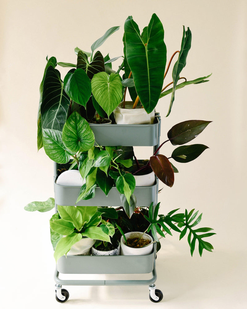 philodendron scandens ssp oxycardium Philodendron Scandens - Fast Growing Vining Plant