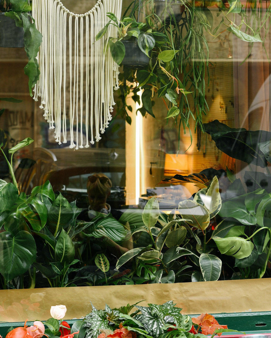 best selling plants in store window