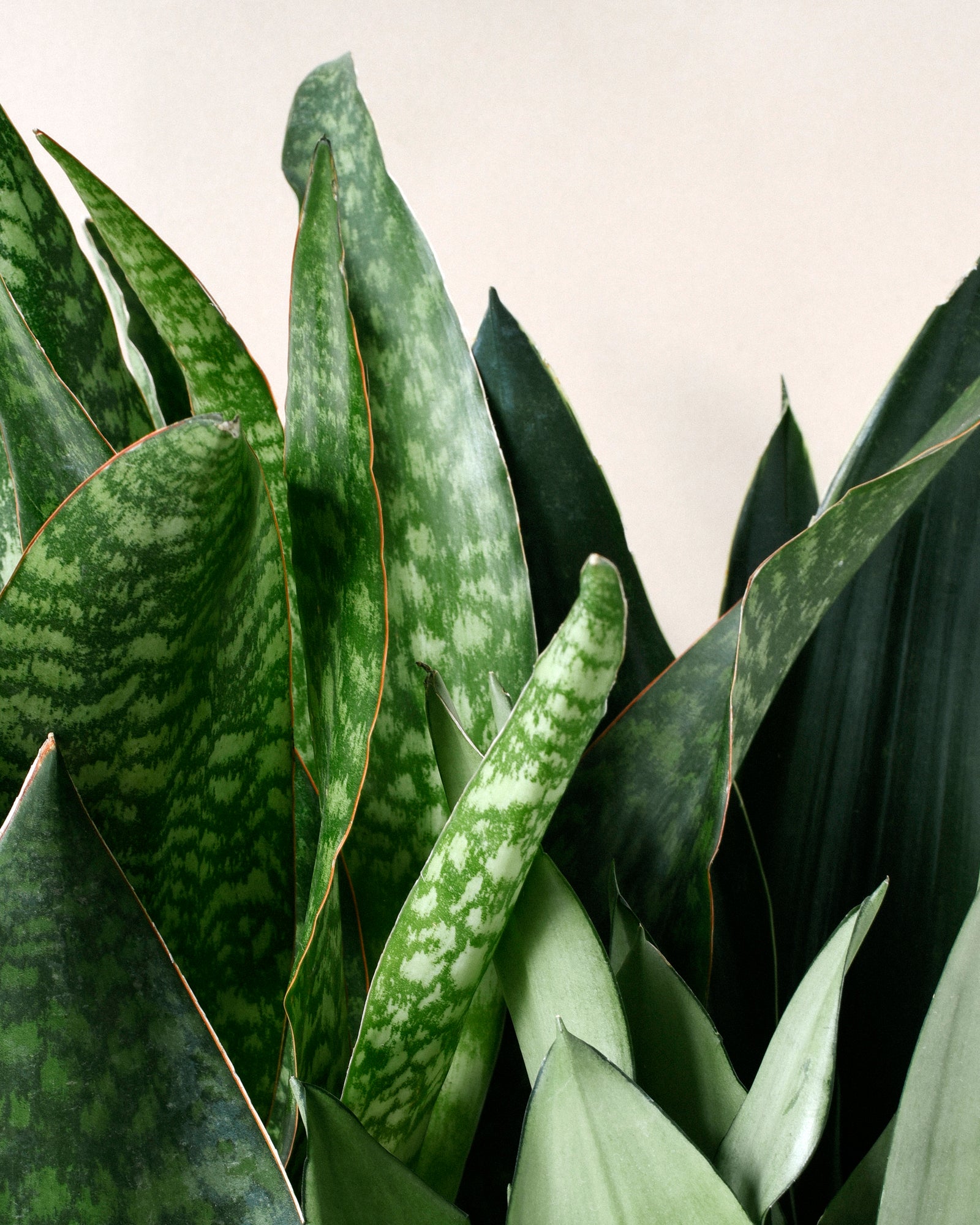 Sansevieria