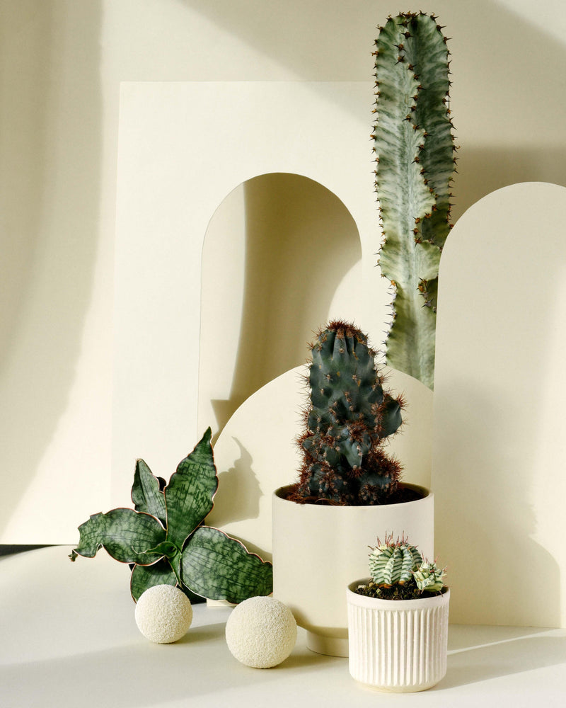 philodendron scandens ssp oxycardium Philodendron Scandens - Fast Growing Vining Plant