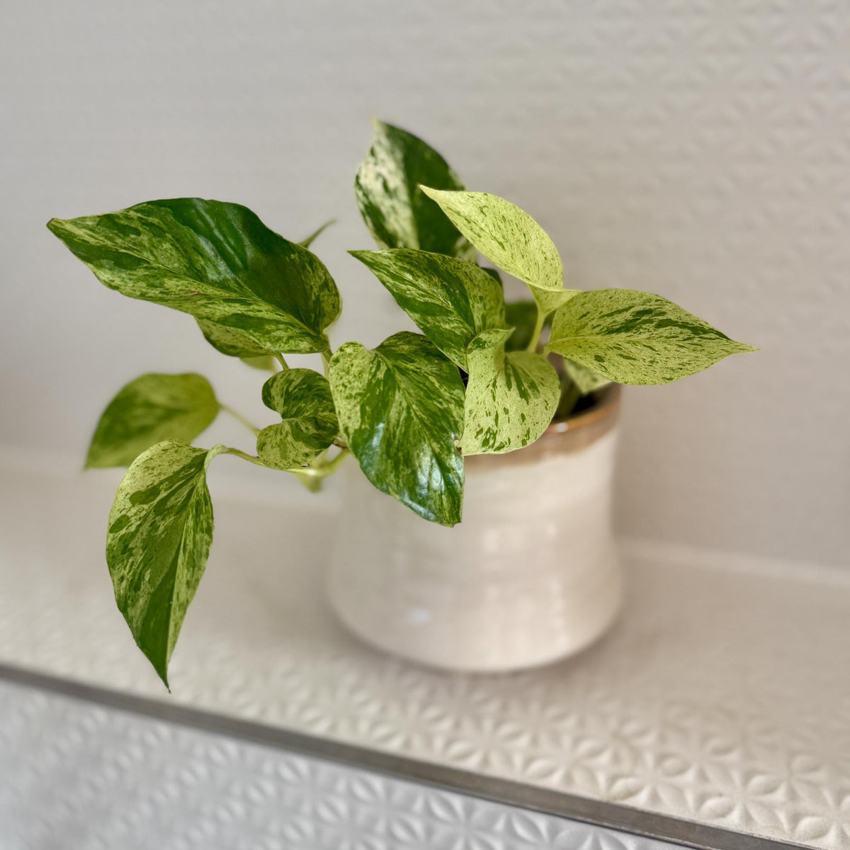 Epipremnum aureum 'Marble Queen' Medium