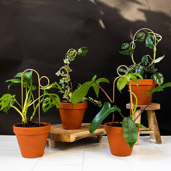 Mini Plant Stakes: Black -  Botanopia.