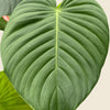Close-up of a large Philodendron Grandipes leaf with a beige background