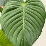 Close-up of a large Philodendron Grandipes leaf with a beige background
