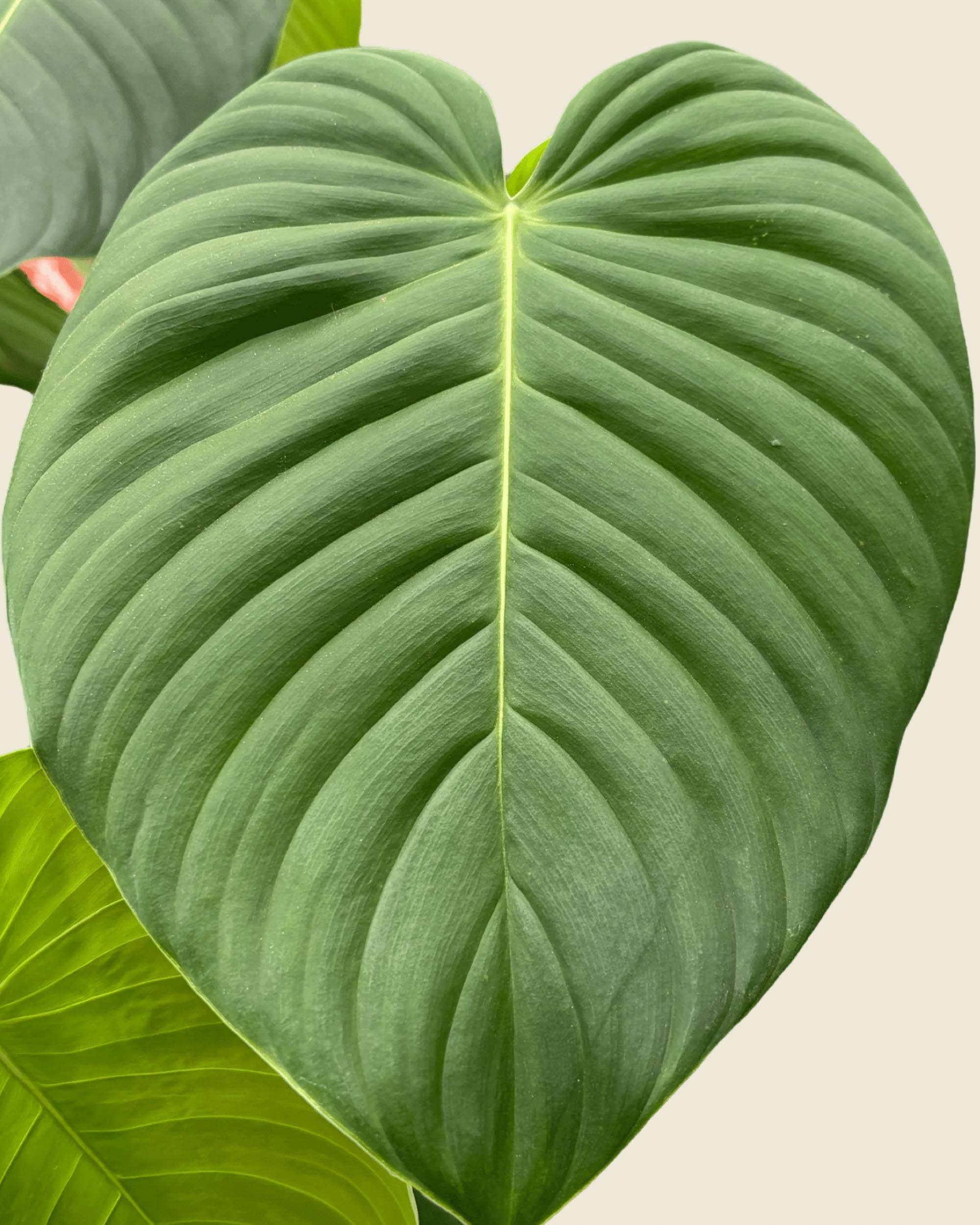 Close-up of a large Philodendron Grandipes leaf with a beige background