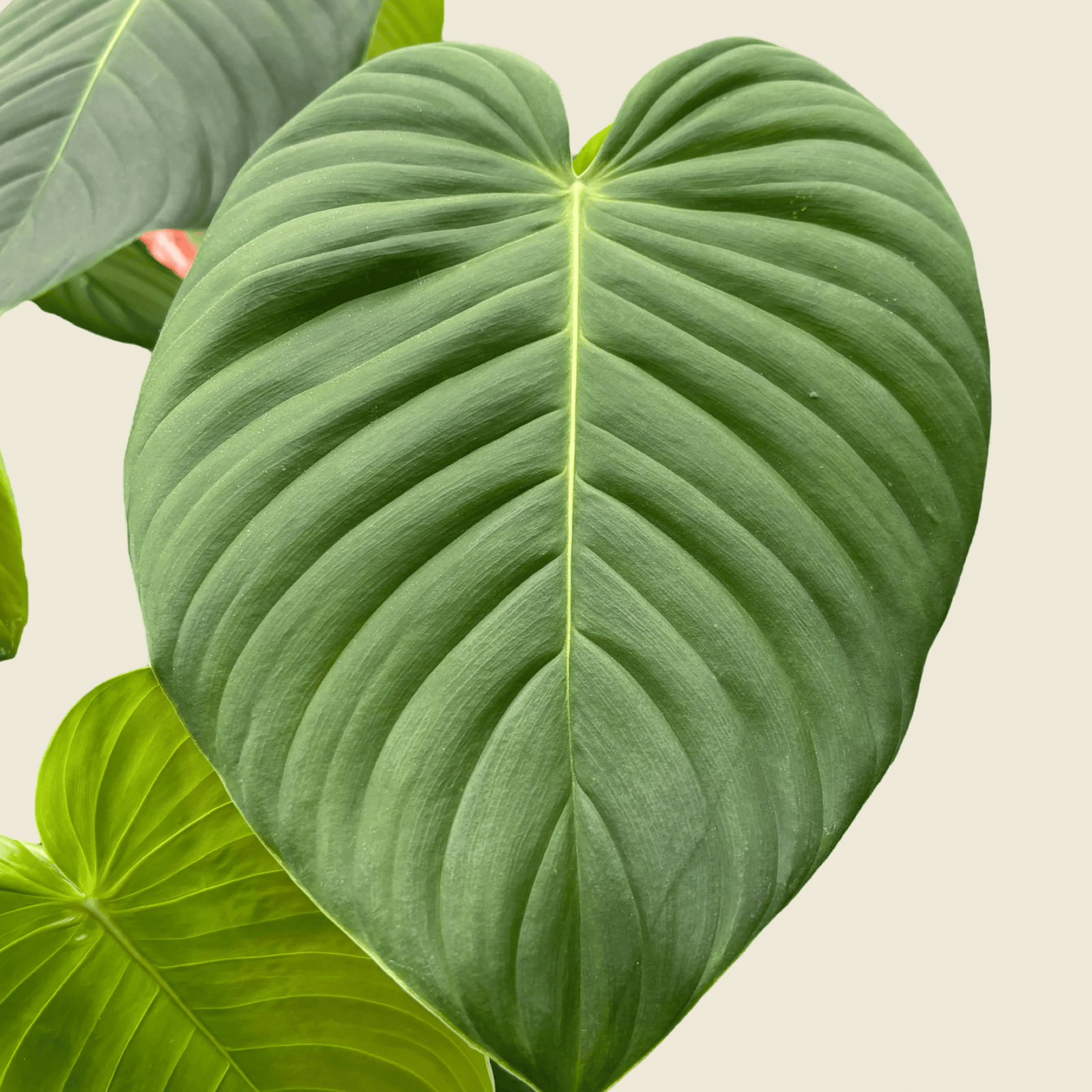 philodendron grandipes