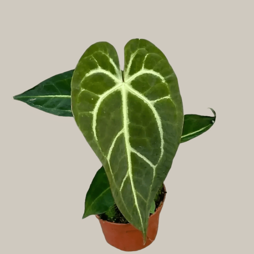 Anthurium Regale x Magnificum S 2