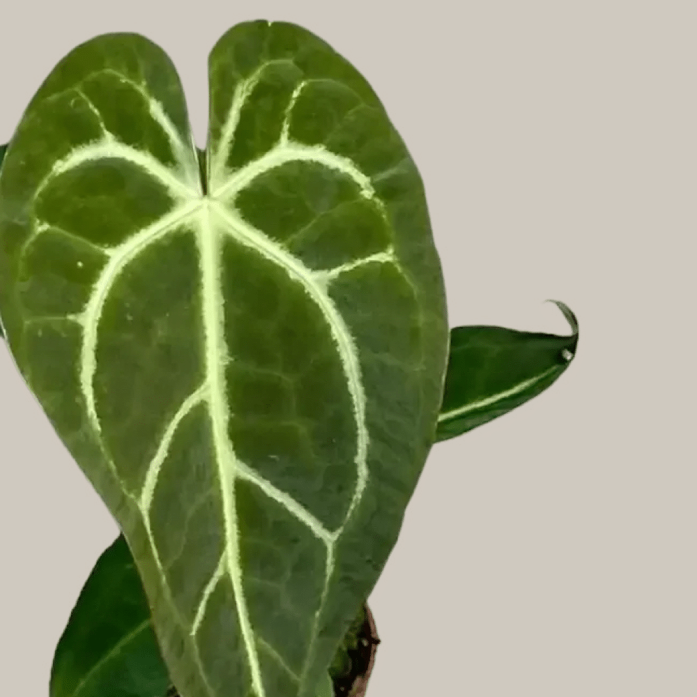 Anthurium Regale x Magnificum S Default Title 1