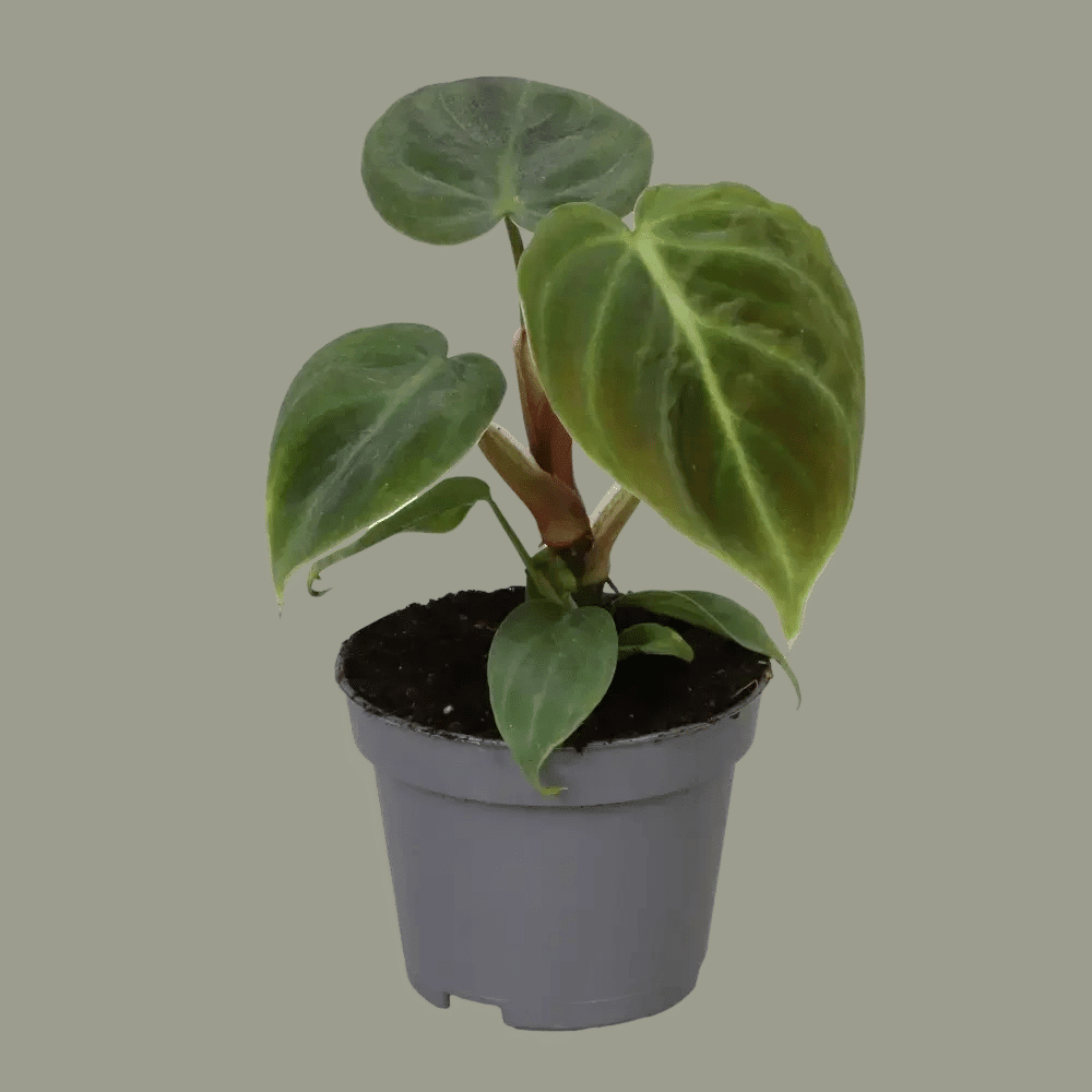 Philodendron Rubrijuvenile El Choco Red Baby – Small, Approx. 5.0cm height – 5.0cm Pot 2