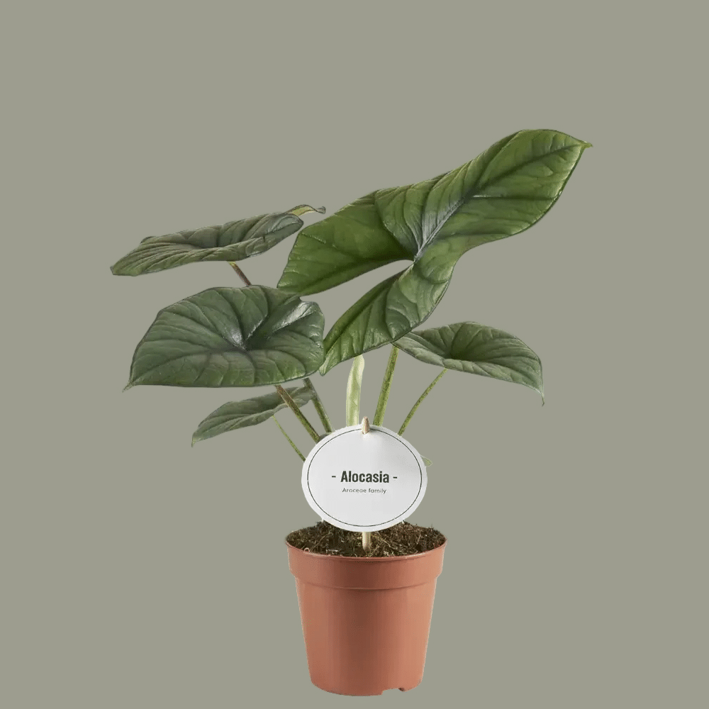 alocasia bisma