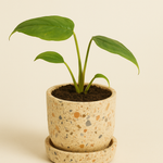 Monstera Burle Marxe Flame Baby