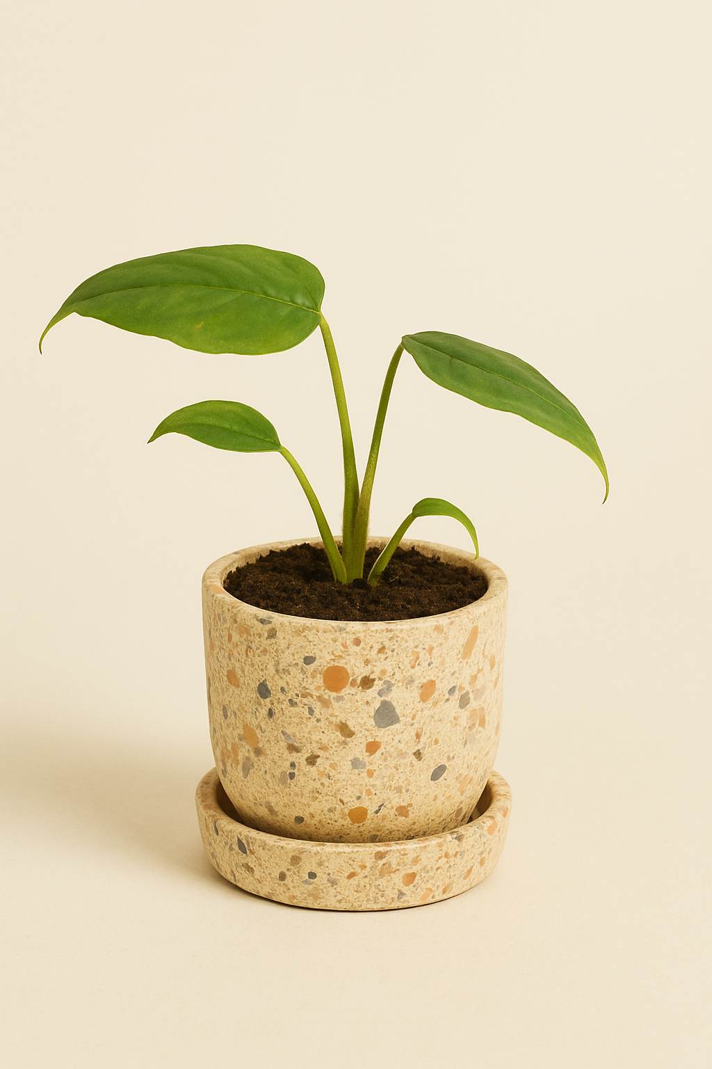 Monstera Burle Marxe Flame Baby