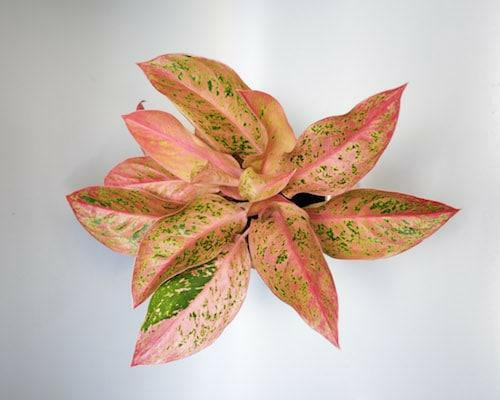 Aglaonema Pink Panther – Medium, Approx. 25.0cm height – 12.0cm Pot Default Title 1