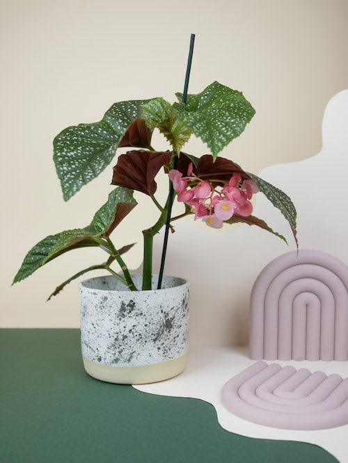 Begonia corallina 'Wings' (Begonia corallina 'Lucerna') -  Plant Circle.