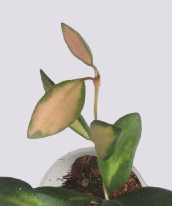 Hoya Burtoniae Variegata Baby – Baby, Approx. 7.0cm height – 6.0cm Pot Default Title 1