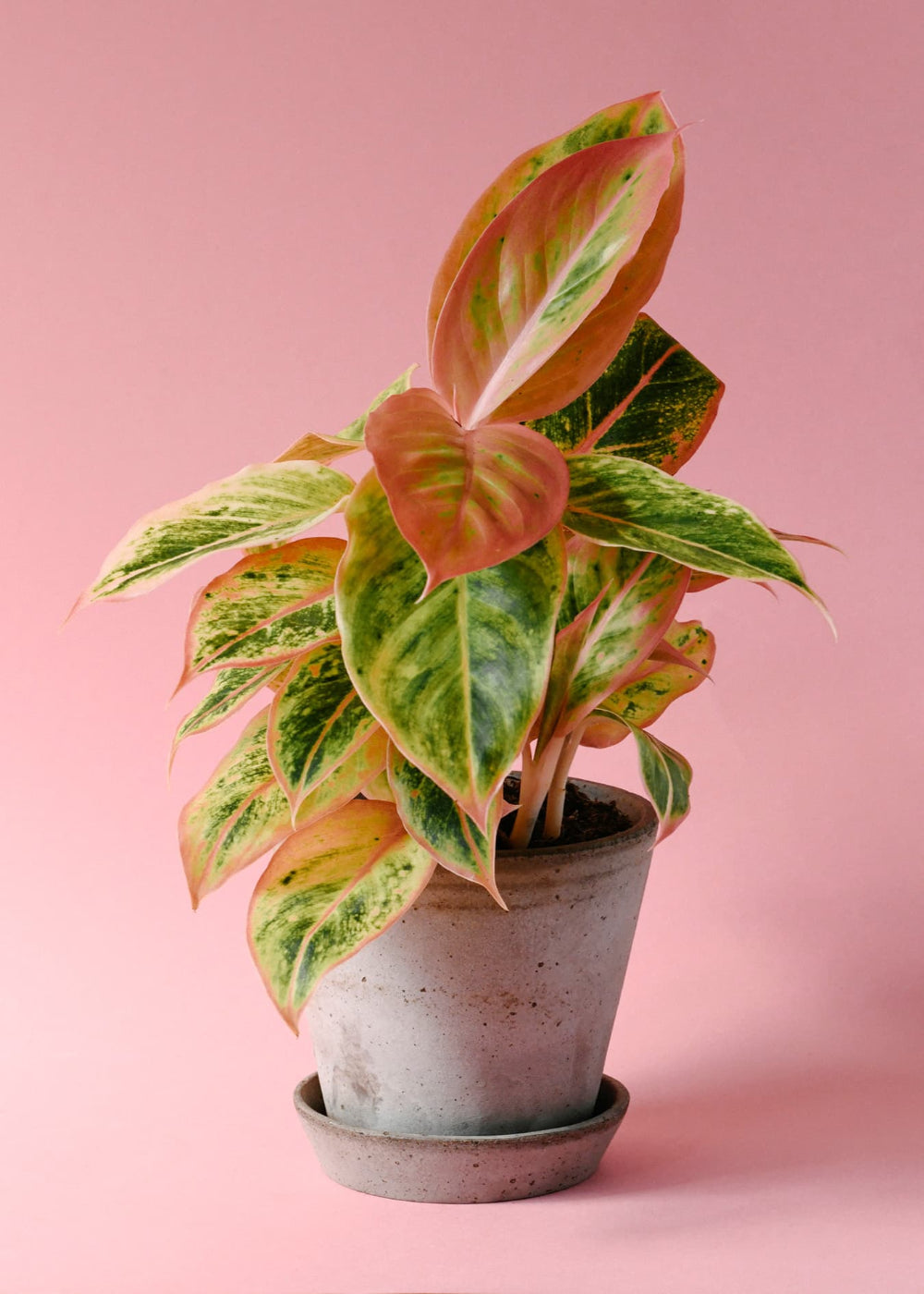 Healthy Aglaonema Salmon Fantasy Medium - Plant Circle