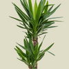 Potted Yucca plant on a transparent background