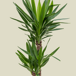 Potted Yucca plant on a transparent background