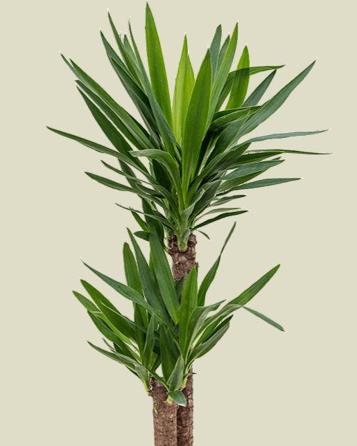 Potted Yucca plant on a transparent background