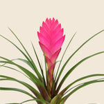 Tillandsia 'Cyanea'