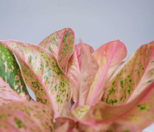 Aglaonema Pink Panther – Medium, Approx. 25.0cm height – 12.0cm Pot 5