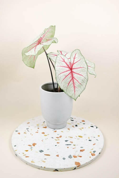 Caladium Fiesta houseplant in a light grey pot sitting on a colorful terrazzo tray against a peach background.