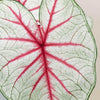 Large Caladium Fiesta leaf featuring a white center with exploding red veins and a thin green margin.