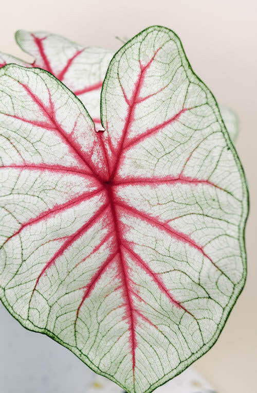 Large Caladium Fiesta leaf featuring a white center with exploding red veins and a thin green margin.