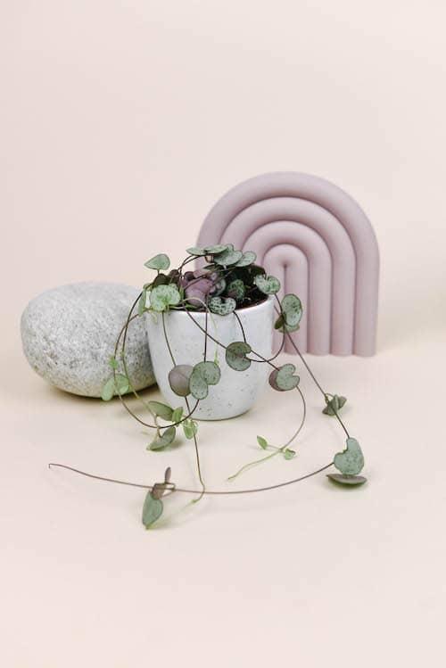 Healthy Ceropegia Woodii (String Of Hearts) Baby by Plant Circle – Baby, Approx. 10.0cm height by Plant Circle – 6.0cm Pot. A perfect ceropegia woodii (string of hearts) baby by plant circle – baby, approx. 10.0cm height by plant circle – 6.0cm pot for your indoor houseplant collection.