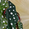 begonia maculata wightii by plant circle