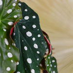 begonia maculata wightii by plant circle