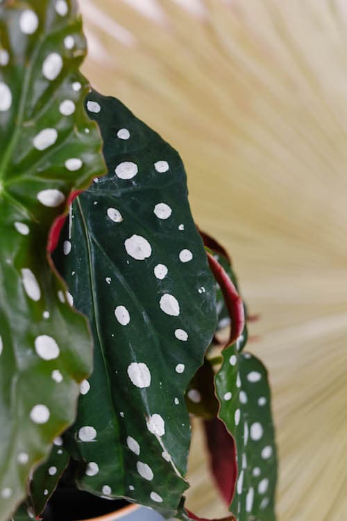 begonia maculata wightii by plant circle