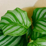 Calathea Orbifolia by Plant Circle