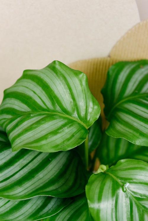 Goeppertia (Calathea) Orbifolia XL