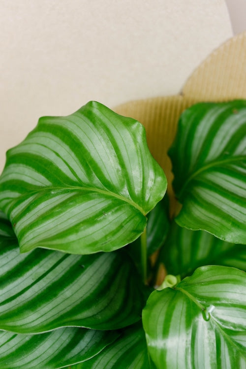 Calathea Orbifolia by Plant Circle