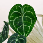 Anthurium Clarinervium by Plant Circle