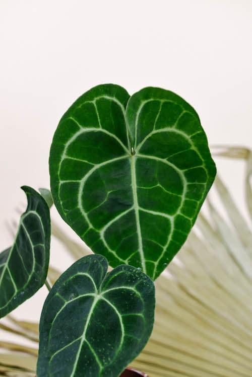 Anthurium Clarinervium M – Medium, Approx. 25.0cm height – 12.0cm Pot Default Title 1