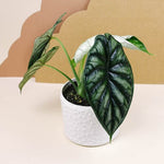 alocasia baginda dragon scale by plant circle