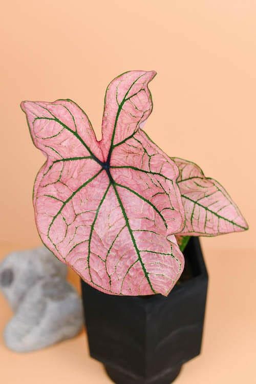 Vibrant Caladium Spring Fling plant with multiple pink leaves in a black geometric pot against a peach background.