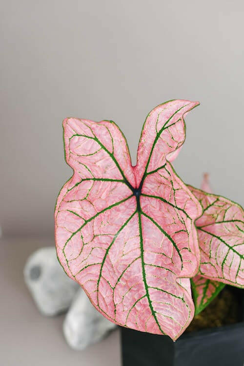 Caladium Spring Fling houseplant showing dense pink foliage in a modern black pot against a neutral grey wall.