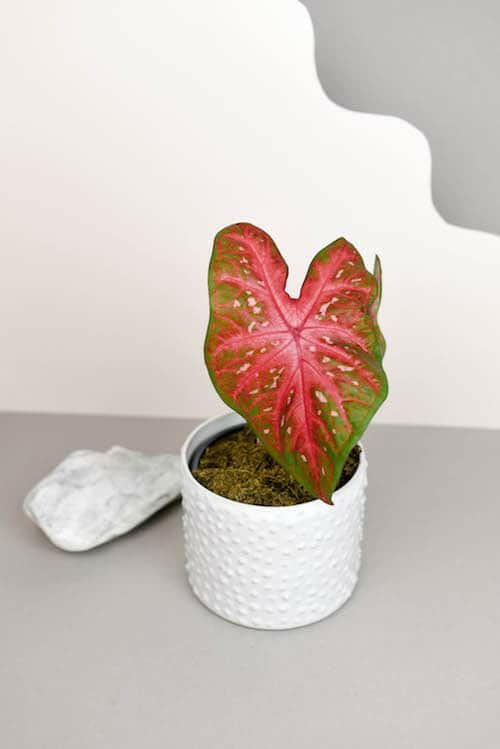 Young Caladium Red Flash plant with vibrant heart-shaped leaves growing in a white textured indoor pot.